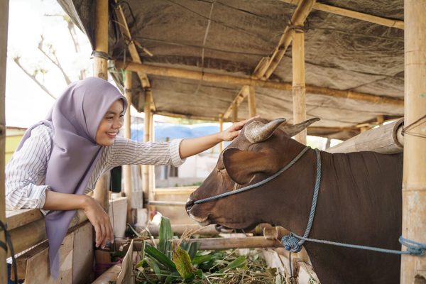 muslim-female-farmer-feeding-animal-traditional-farm
